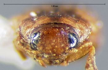 Media type: image;   Entomology 5984 Aspect: head frontal view